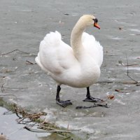 Лебедь белая :: Александр Чеботарь