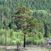 В фильме "Вечный зов" На этой сосне была виселица :: Вера Щукина