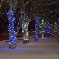 Деревья в Новогоднем убранстве. :: Александр Стариков