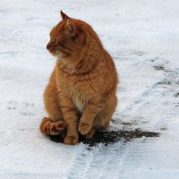 кошка на прогулке у храма :: Александр Качалин
