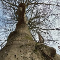 корни деревьев :: Heinz Thorns