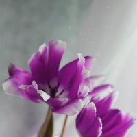 Мартовские тюльпаны :: Olga Kaynova