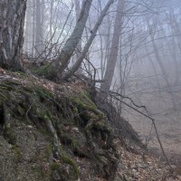 Духи леса 3 :: Сергей Яворский