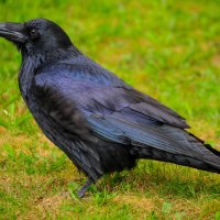 Ворон(Corvus corax) :: Иван 