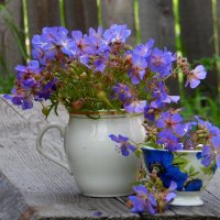 Цветы луговые. :: nadyasilyuk Вознюк