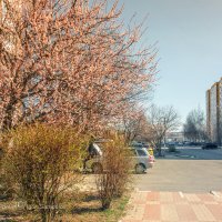 Цветущий апрель в Белгороде :: Игорь Сарапулов