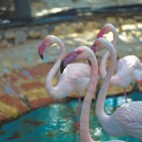 Фламинго в зоопарке :: ujgcvbif 