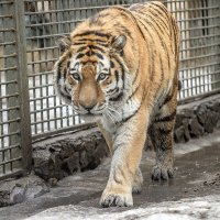 амурский тигр :: аркадий 