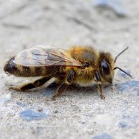 Домашняя пчела :: Константин Штарк
