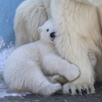 Под защитой :: Андрей Пристяжнюк