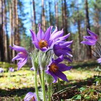 В бору сосновом распустилась лиловым цветом сон-трава... :: Августина 