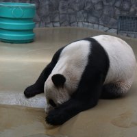 Панды в московском зоопарке (Жуи) :: Ольга 