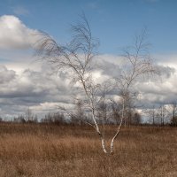 Ранней весной. :: Сергей Татаринов