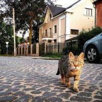 Уличный кот :: Саша Позитив