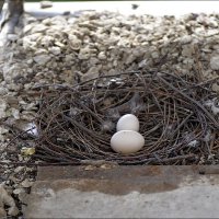 В Спартанских условиях :: Сеня Белгородский