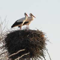 прилетел аист :: Михаил Жуковский