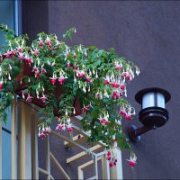 украшение балкона :: Сеня Белгородский