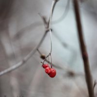 Уцелевшие ягоды калины :: Olga Kaynova