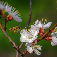 Пчелкин абрикосовый рай... :: Наталья Димова