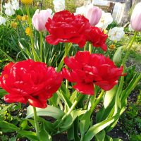Тороплю цветение Тюльпанов :: Нина Колгатина 
