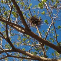 Гнездо высоко на дереве. :: Светлана Хращевская