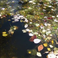 Осень в озере :: Anna Ivanova