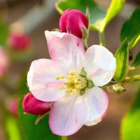 Первый цветок на яблоне :: Александр Стариков
