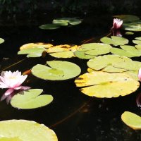 Пруд с лилиями в парке :: Ольга 