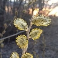 Весна спешит :: Юлия Погодина