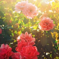 Красивые цветы в лучах солнца :: Игорь Осипенко