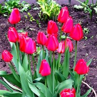 Цветы весны...Праздник тюльпанов... :: ГЕНРИХ 