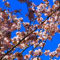 Пора цветения    Сакура :: олег свирский 