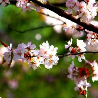Пора цветения   Сакура :: олег свирский 