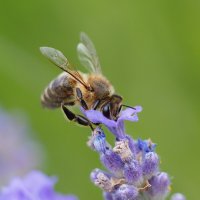 Пчела на лаванде. :: Евгений Седов