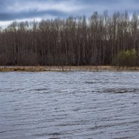 Nature near the Bolshoy Puchkas River on a cool and cloudy spring day :: Sergey Sonvar