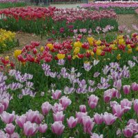 Тюльпаны  ботанического  сада :: Валентин Семчишин