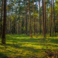 Солнечный весенний лес :: Зореслав Волков