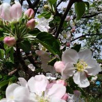 Урожайный год на яблоки :: Нина Колгатина 