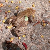 миграция жаб :: Heinz Thorns