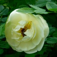 Белая роза :: Вера Щукина
