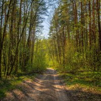 Лесными дорогами навстречу весне :: Зореслав Волков
