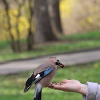 Тяжелая птичка... :: Александр Кондаков