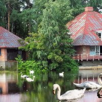 СПБ. Приморский парк Победы. Лебединое озеро :: Стальбаум Юрий 