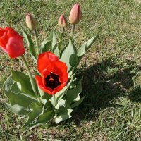 майские тюльпаны :: Владимир 