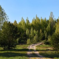 Весенний лес. :: DianaVladimirovna 
