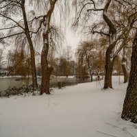 В заснеженном парке :: Николай Гирш