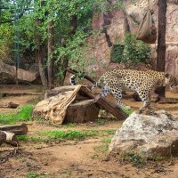 Леопард в парке Америки. :: Светлана Хращевская