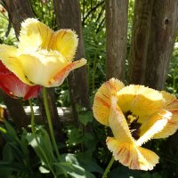 "Так грациозны, так божественно милы… Непревзойдённо выглядят тюльпаны…" :: Galina Dzubina