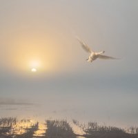 "Лебедь в тумане" :: Сергей Степанов