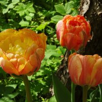 Весна, тюльпаны :: Лидия Бусурина